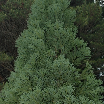 Cryptomeria japonica 'Yoshino' (046145)