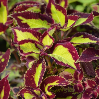 Coleus scutellarioides 'Saturn' (046319)