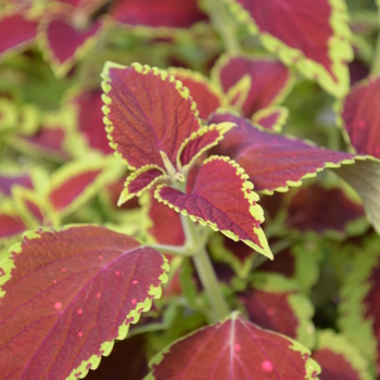 Coleus scutellarioides 'Saturn' (046320)