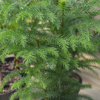 Araucaria heterophylla '' (046324)