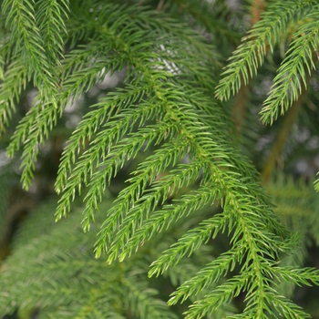 Araucaria heterophylla '' (046325)