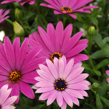 Osteospermum Cape Daisy™ 'Cape Daisy™ Antique Blue' (046518)