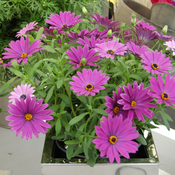 Osteospermum Cape Daisy™ 'Cape Daisy™ Antique Blue' (046520)