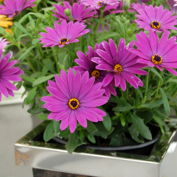 Osteospermum Cape Daisy™ 'Cape Daisy™ Antique Blue' (046521)