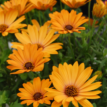 Osteospermum Cape Daisy™ 'Cape Daisy™ Terracotta' (046526)