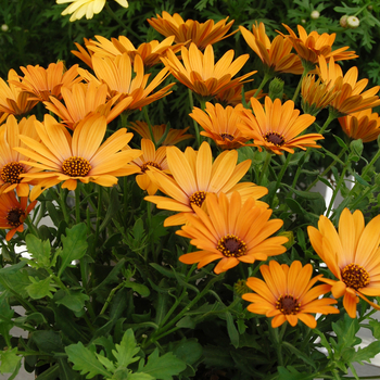 Osteospermum Cape Daisy™ 'Cape Daisy™ Terracotta' (046527)