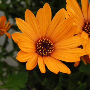 Osteospermum Cape Daisy™ 'Cape Daisy™ Terracotta' (046528)