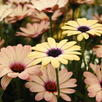 Osteospermum 'Crescendo™ Dawn Blush' (046535)