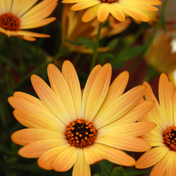 Osteospermum 'Side Show™ Copper Yellow' (046557)