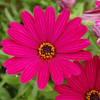 Osteospermum 'Side Show™ Purple' (046561)