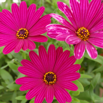 Osteospermum 'Side Show™ Purple' (046562)