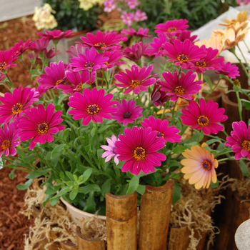 Osteospermum 'Side Show™ Purple' (046563)