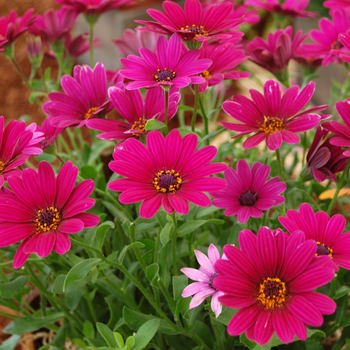 Osteospermum 'Side Show™ Purple' (046565)