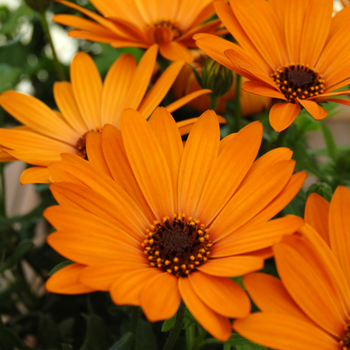 Osteospermum Cape Daisy™ 'Cape Daisy™ Terracotta' (046571)