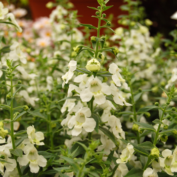 Angelonia augustifolia SunDancer™ 'White' (046574)