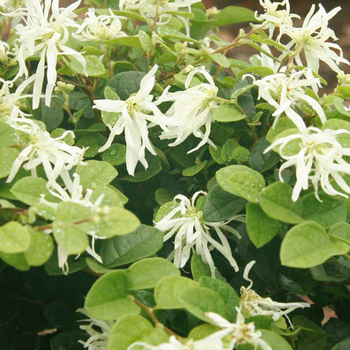 Loropetalum chinense 'Emerald Snow®' (047093)