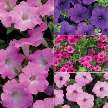 Petunia Supertunia® 'Multiple Varieties' (047096)