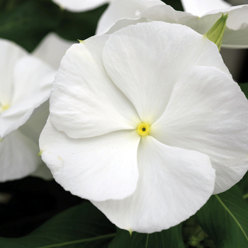 Catharanthus roseus Nirvana® '' (047107)