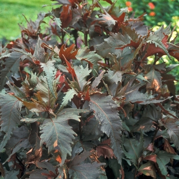 Acalypha wilkesiana 'Raggedy Ann' (047110)