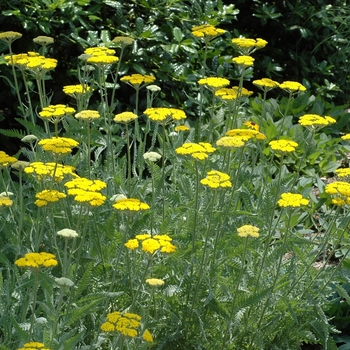 Achillea 'Coronation Gold' (047114)