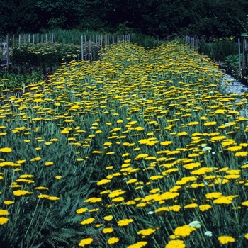 Achillea 'Coronation Gold' (047117)