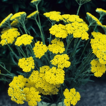 Achillea 'Coronation Gold' (047118)