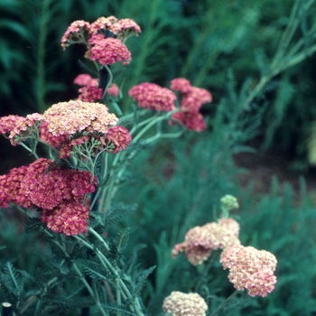 Achillea millefolium 'Colorado' (047119)