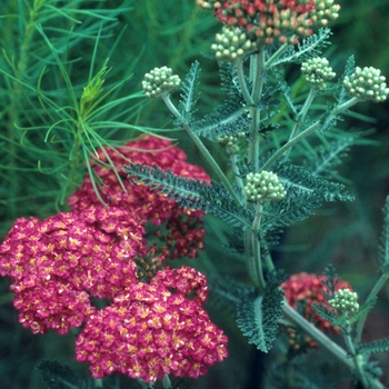 Achillea millefolium 'Colorado' (047120)