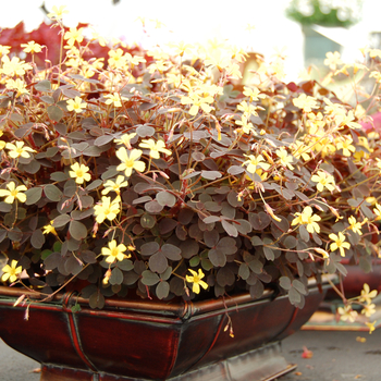 Oxalis valdiviensis 'Lucky Gold' (047124)