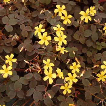 Oxalis valdiviensis 'Lucky Gold' (047125)