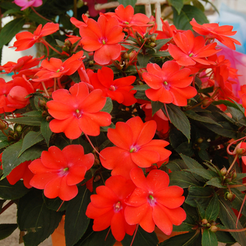 Impatiens SunPatiens® '' (047126)