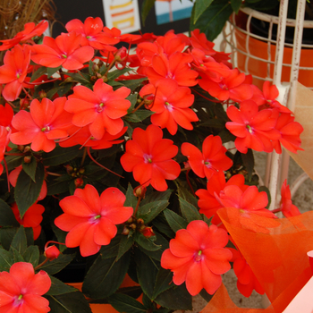 Impatiens SunPatiens® '' (047127)