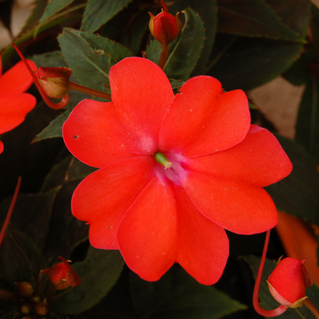 Impatiens SunPatiens® '' (047130)