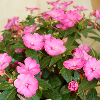 Impatiens SunPatiens® '' (047131)