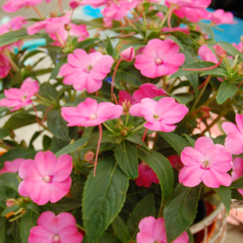 Impatiens SunPatiens® '' (047132)