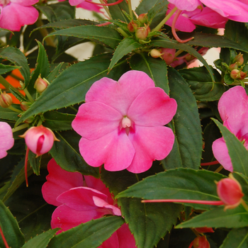 Impatiens SunPatiens® '' (047134)