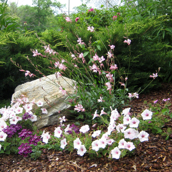 Gaura lindheimeri Stratosphere™ 'Pink Picotee' (047226)