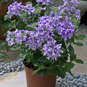 Verbena Lanai® '' (047262)