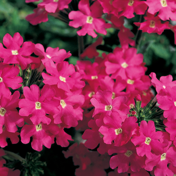 Verbena Lanai® '' (047265)