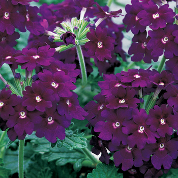 Verbena Lanai® '' (047270)