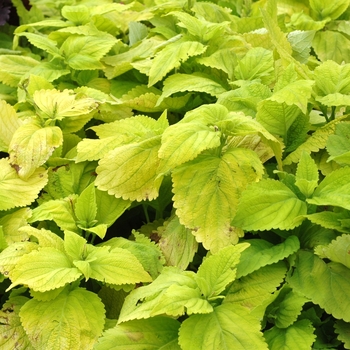 Coleus Giant Exhibition™ 'Limelight' (047276)