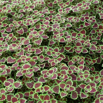 Coleus 'Burgundy Wedding Train' (047279)