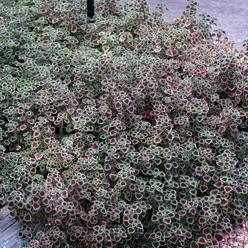 Coleus 'Burgundy Wedding Train' (047280)