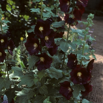 Alcea rosea 'Indian Spring' (047310)