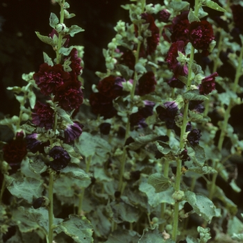 Alcea rosea 'Nigra' (047311)