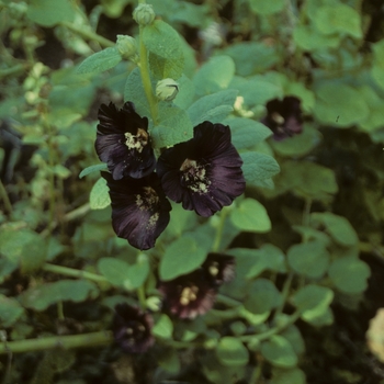 Alcea rosea 'Nigra' (047312)