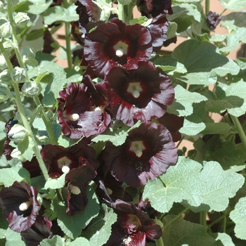 Alcea rosea 'Nigra' (047313)