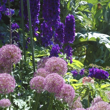 Allium 'Globemaster' (047314)