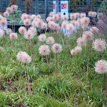 Allium 'Globemaster' (047318)