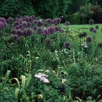 Allium giganteum 'Gladiator' (047319)